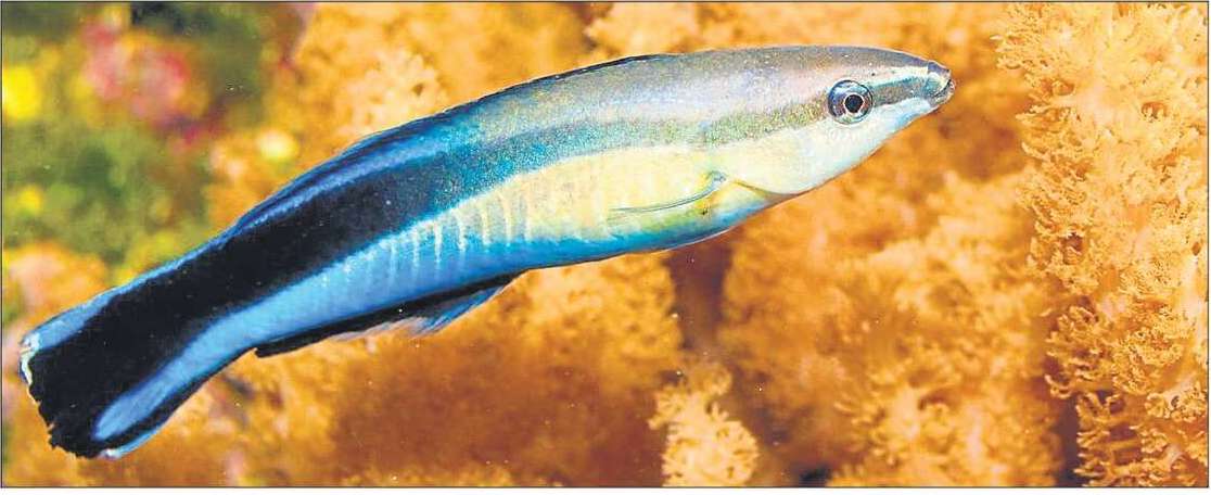 'それは私です！'  魚は写真で自分の顔を認識でき、科学者を見つけることができます