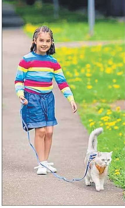 猫を室内で安全かつ幸せに保つ方法は次のとおりです 猫を室内で安全かつ幸せに保つ方法は次のとおりです