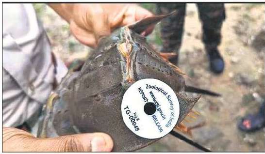 インドは重要な「生きた化石」の保護計画を策定するため、カブトガニにジオタグを付け始める