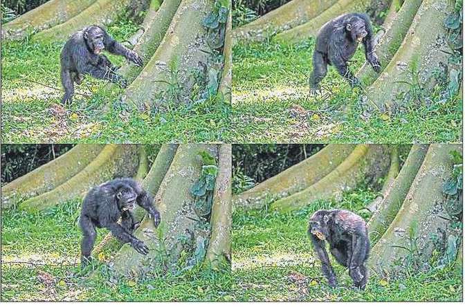 ジャングルでテキストメッセージ！チンパンジーは木の幹を叩くときに一定のリズムでドラムを叩きます