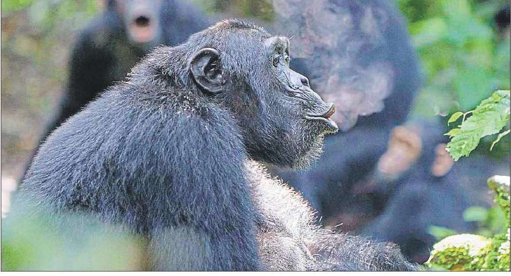 ジャングルでテキストメッセージ！チンパンジーは木の幹を叩くときに一定のリズムでドラムを叩きます