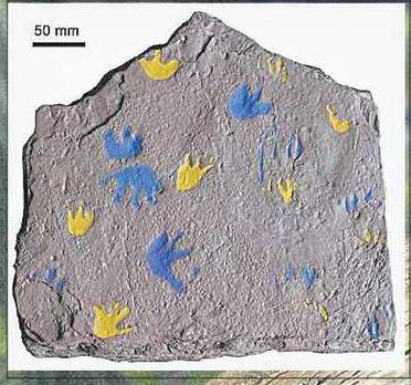 最古の足跡の化石が、動物が陸上で暮らし始めた時期の歴史を書き換える